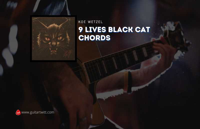 9 Lives Black Cat